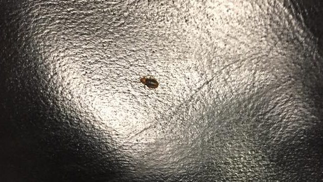 Bedbugs at Hunter College have been put to bed