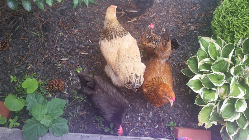 Furry, Feathery Friends Boost Students’ Mental Health During Quarantine