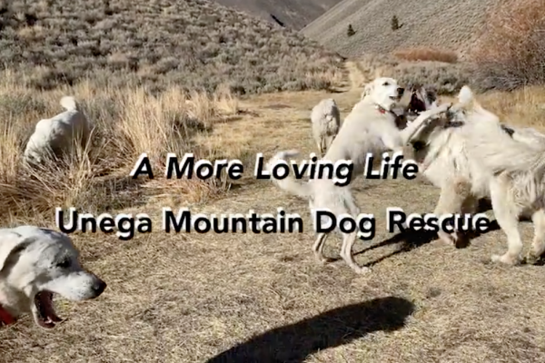 mountain dog rescue